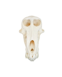 Echter Pavian Schädel (Chacmapavian)