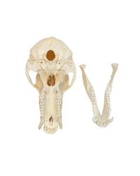 Echter Pavian-Schädel – professionell präpariert und detailreich. Jetzt hochwertigen Pavian-Schädel bei SwissSkulls kaufen.