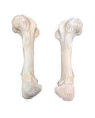 Echte Pferde Knochen (Humerus)