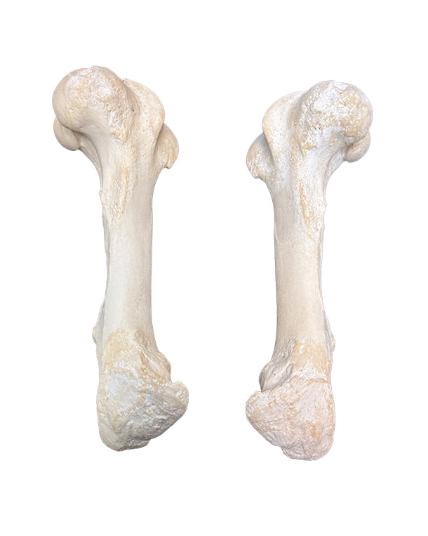 Echte Pferde Knochen (Humerus)