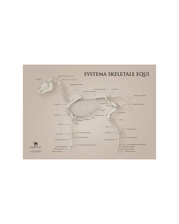 Pferdeskelett "Maximus" Poster