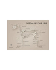 Horse Skeleton "Maximus" Poster