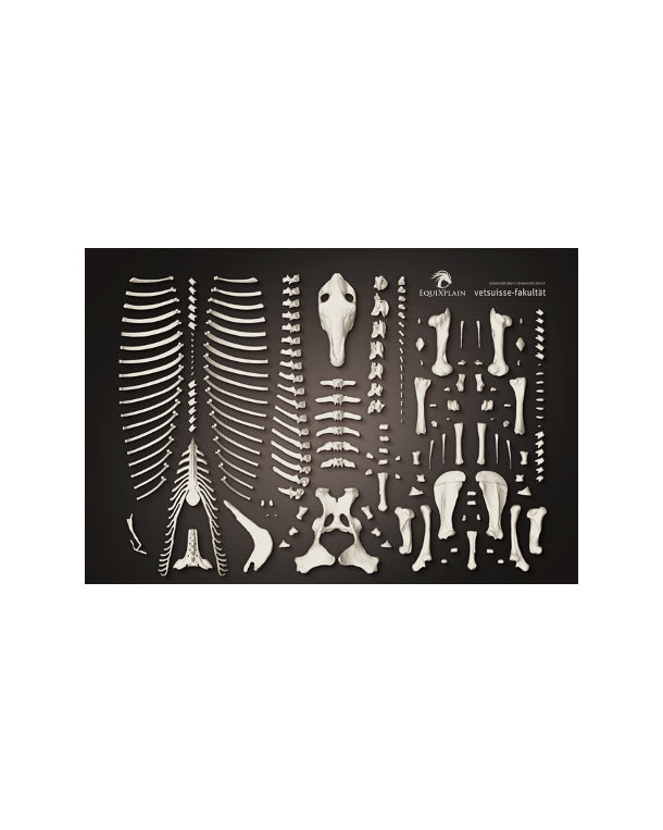 Pferdeskelett "Maximus" Poster