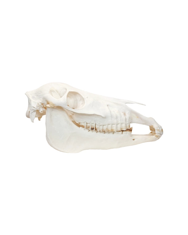 Echter Pony Schädel