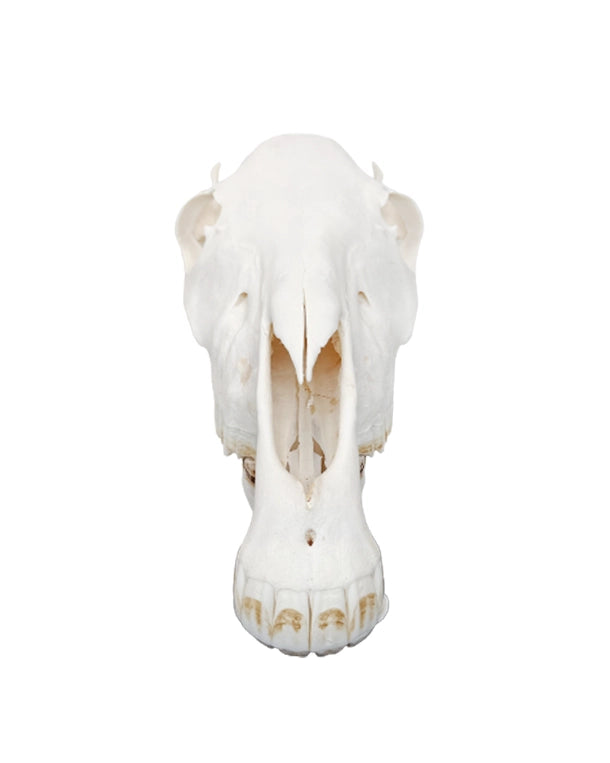 Echter Pony Schädel