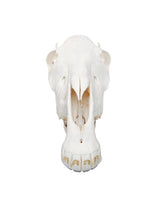 Echter Pony Schädel