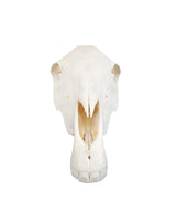 Echter Pony Schädel