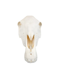 Echter Pony Schädel