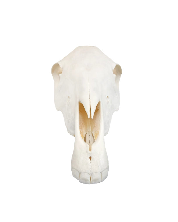 Echter Pony Schädel