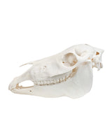 Echter Pony Schädel