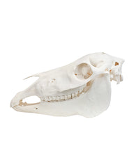 Echter Pony Schädel