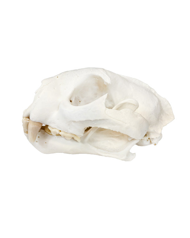 Real Puma Skull