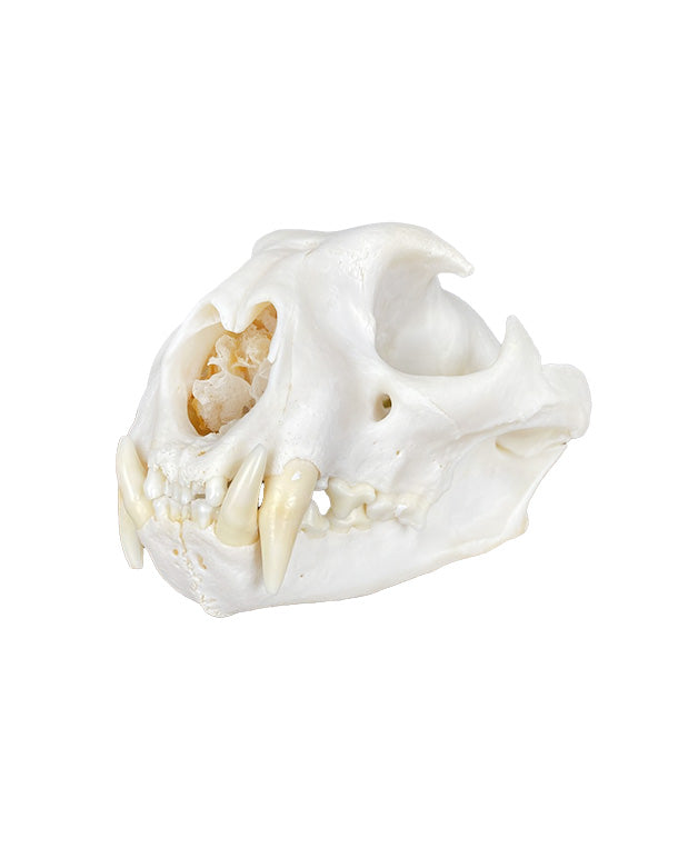 Real Puma Skull