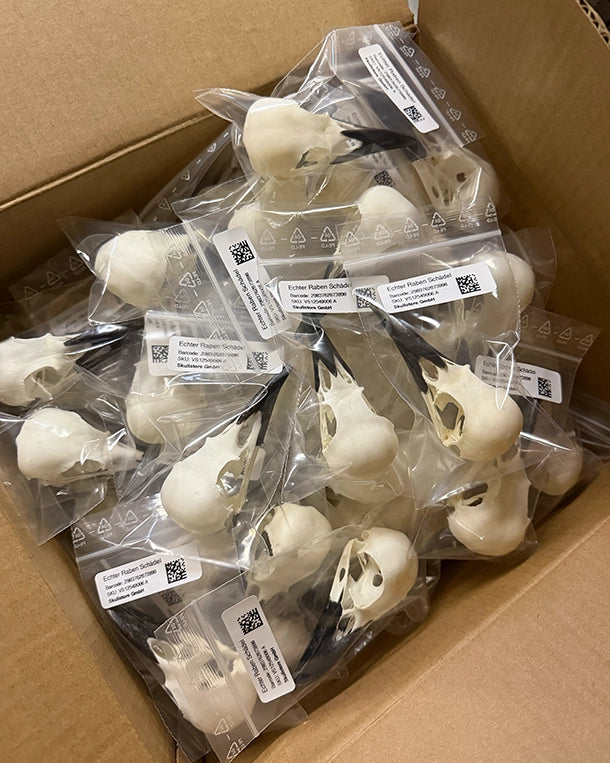 Echter Rabenschädel kaufen – präparierter Rabe-Schädel von SWISSskulls, hochwertig gereinigt und naturgetreu für Sammler, Dekoration und Wissenschaft.