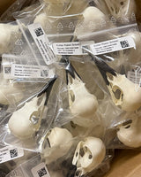 Echter Rabenschädel kaufen – präparierter Rabe-Schädel von SWISSskulls, hochwertig gereinigt und naturgetreu für Sammler, Dekoration und Wissenschaft.