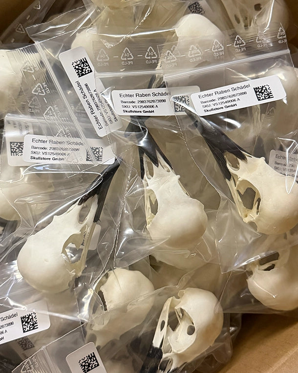 Echter Rabenschädel kaufen – präparierter Rabe-Schädel von SWISSskulls, hochwertig gereinigt und naturgetreu für Sammler, Dekoration und Wissenschaft.