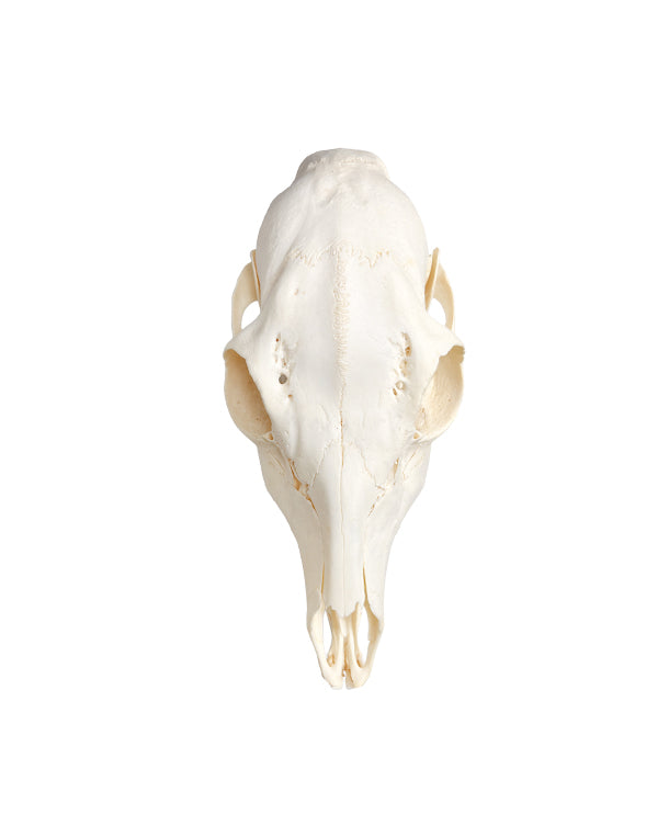 Real deer skull 