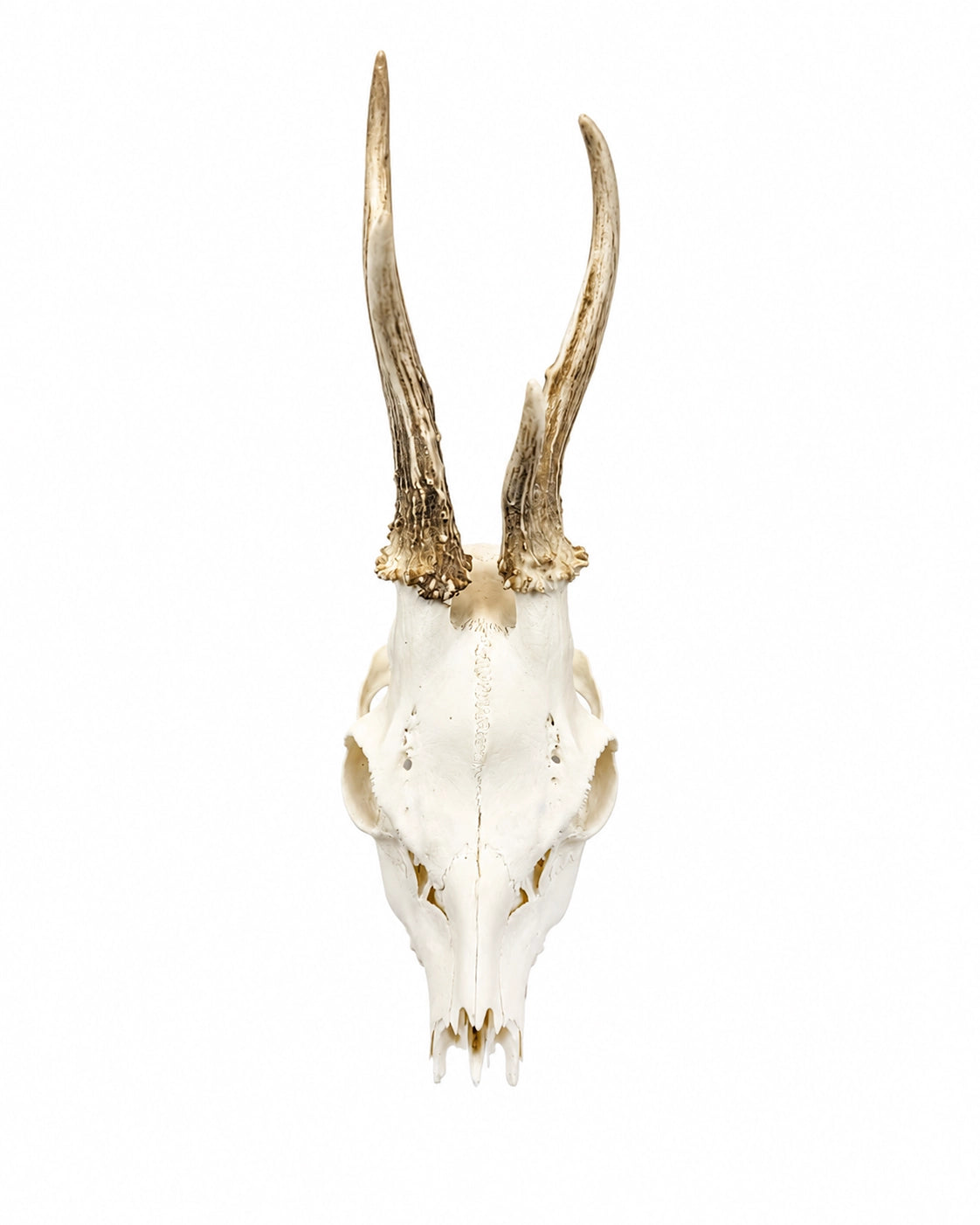 Real Roebuck Skull