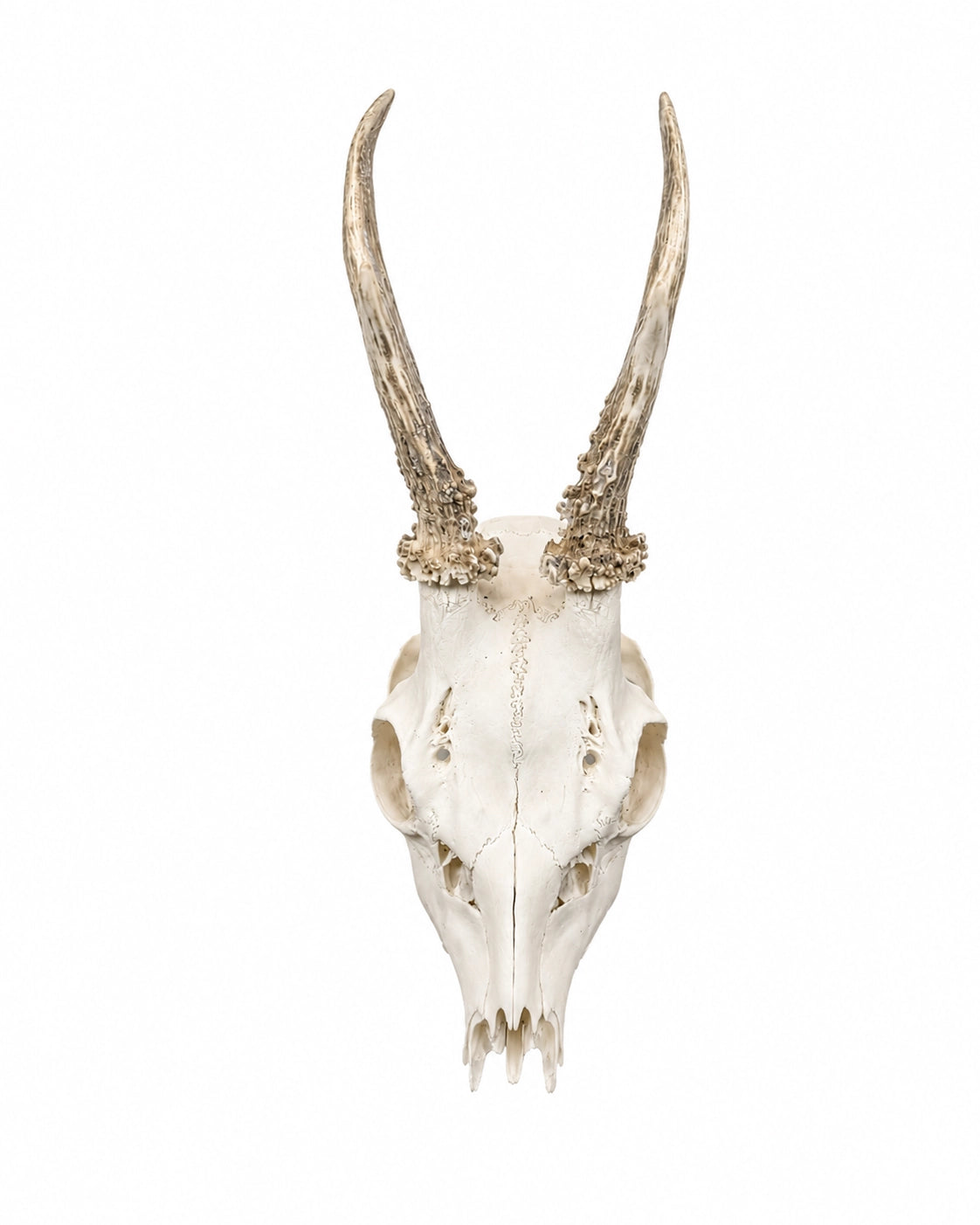 Real Roebuck Skull