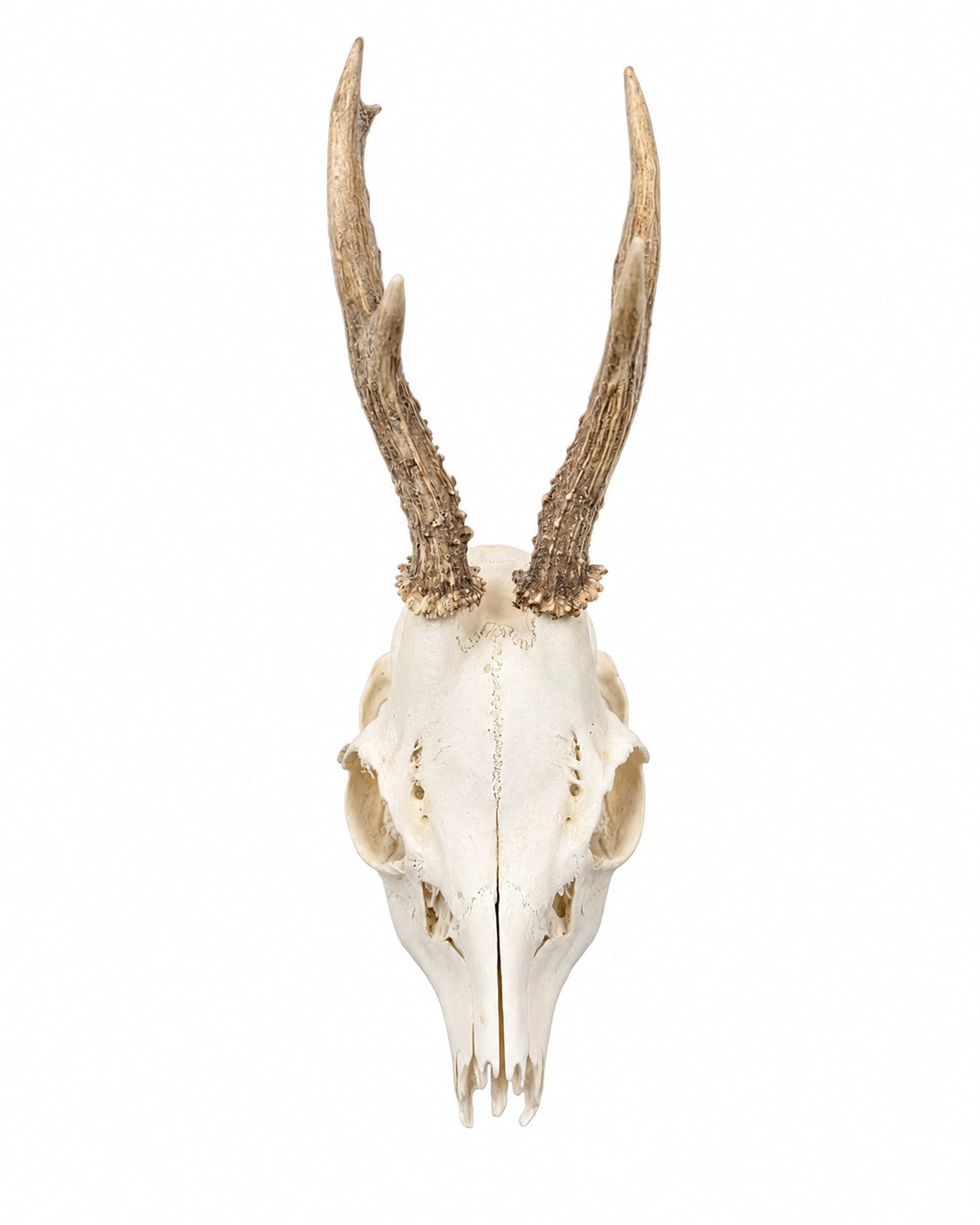 Real Roebuck Skull