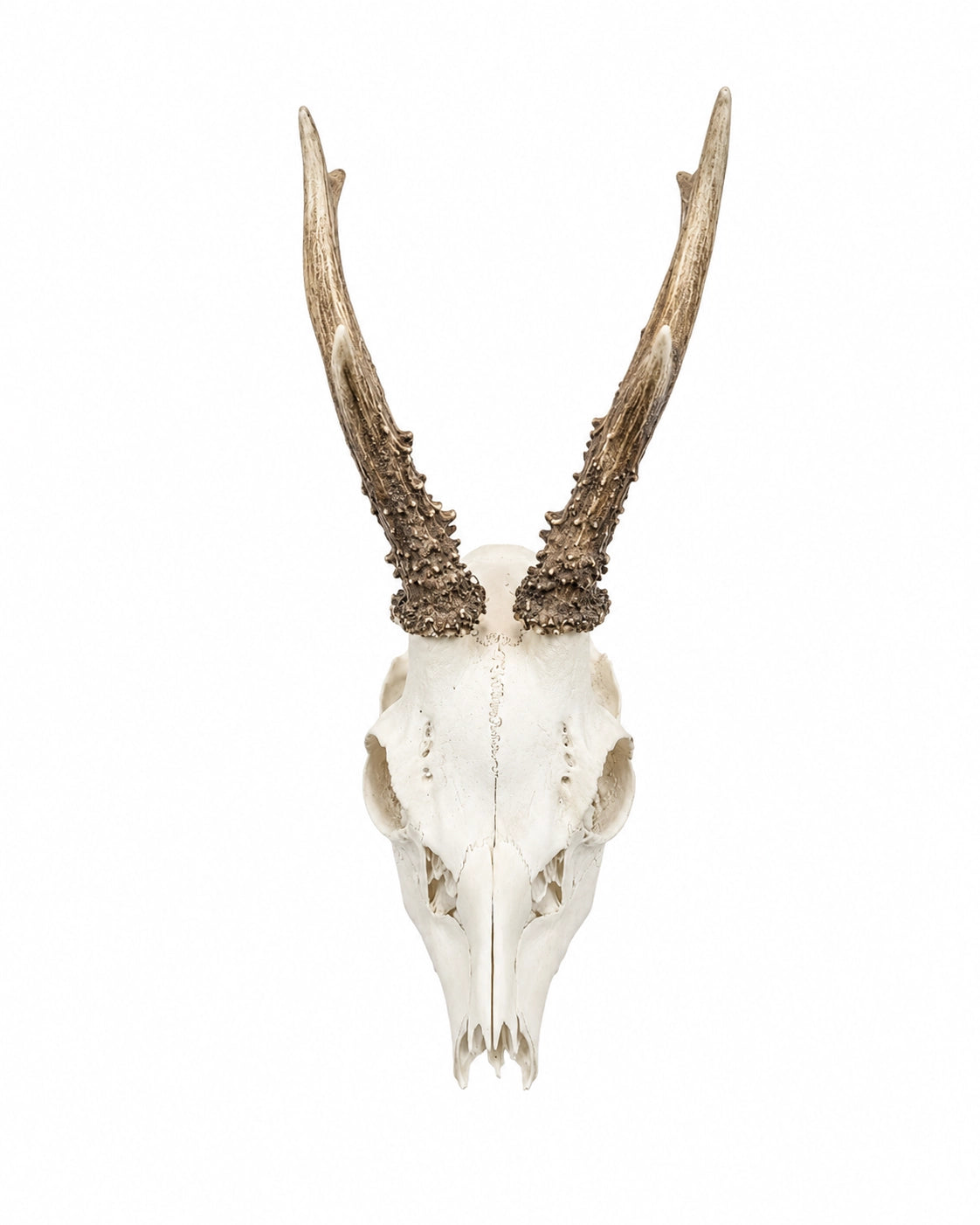 Real Roebuck Skull