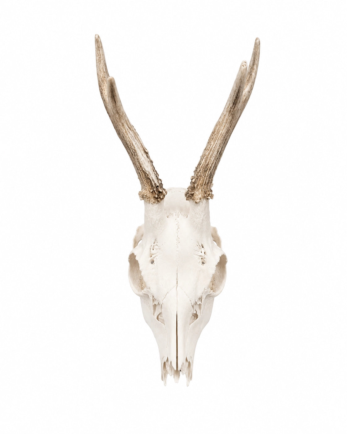 Real Roebuck Skull