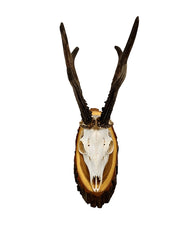 Rehbock-Trophäe auf edlem Akazien-Trophäenschild montiert – dekorative Jagdtrophäe für Wohnzimmer oder Jagdhütte.