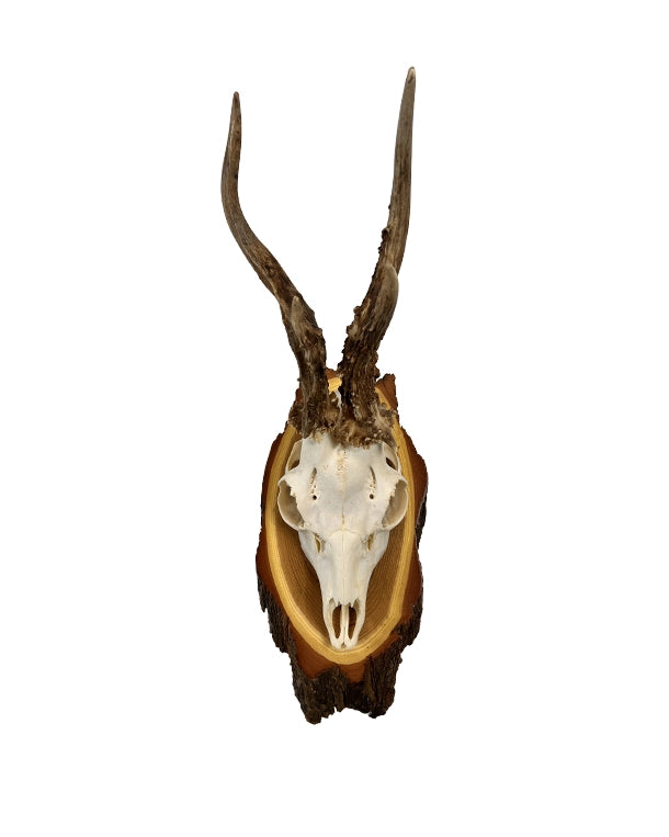 Rehbock-Trophäe auf edlem Akazien-Trophäenschild montiert – dekorative Jagdtrophäe für Wohnzimmer oder Jagdhütte.