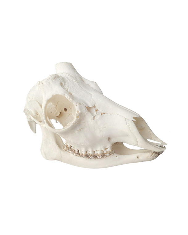 Real Roebuck Skull (abnormal) 