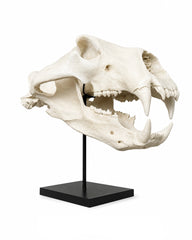 Hochwertiges Replikat eines Eisbären Schädels auf schwarzem Metallsockel – naturgetreue Dekoration von Swisskulls.