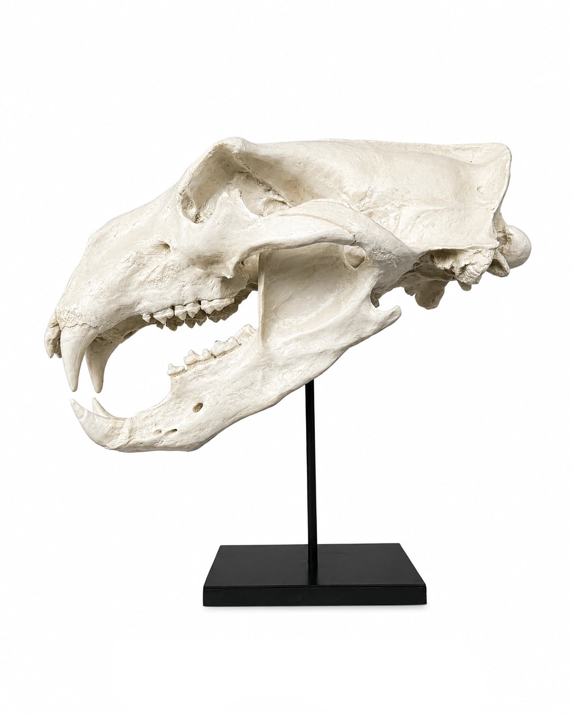 Eisbären Schädel Replik auf stabilem Sockel, detailgetreu gefertigt und ideal für Sammler, Dekoration und Ausstellungen.