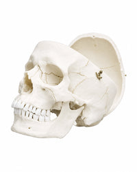 Erwachsenenschädel, männlich kaufen von Erler Zimmer bei SWISSskulls