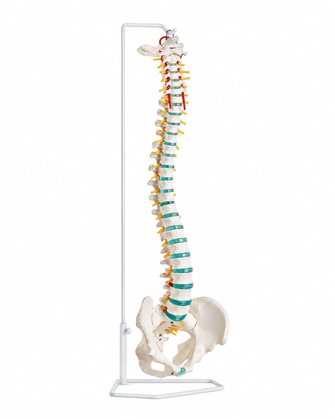 Flexible Wirbelsäule Modell von Erler Zimmer bie SWISSskulls kaufen
