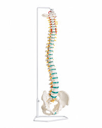 Flexible Wirbelsäule Modell von Erler Zimmer bie SWISSskulls kaufen
