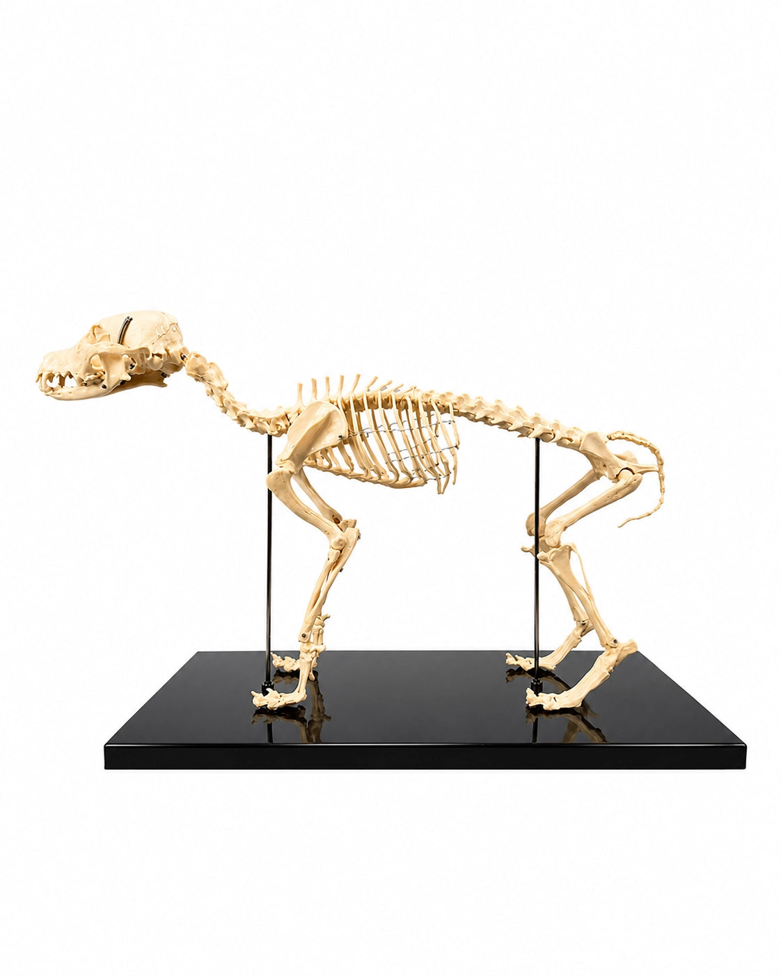Replikat Hundeskelett Flufi, kleiner Hund