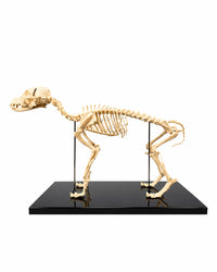 Replica Dog Skeleton Flufi, Small Dog