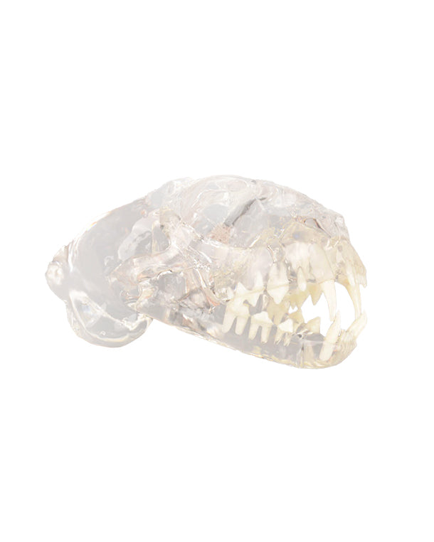 Replica Transparent Cat Model