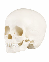 Kinderschädel, 3-jährig kaufen von Erler Zimmer bei SWISskulls