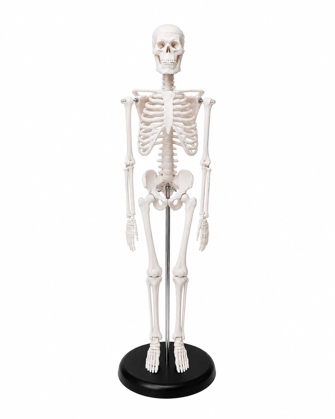 Mini-Skelett Replikat als anatomisches Modell mit realistischer Knochenstruktur für Studium, Lehre und Sammlungen.