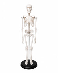 Mini-Skelett Replikat als anatomisches Modell mit realistischer Knochenstruktur für Studium, Lehre und Sammlungen.