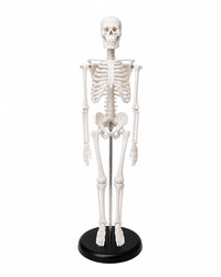 Mini-Skelett Replikat als anatomisches Modell mit realistischer Knochenstruktur für Studium, Lehre und Sammlungen.