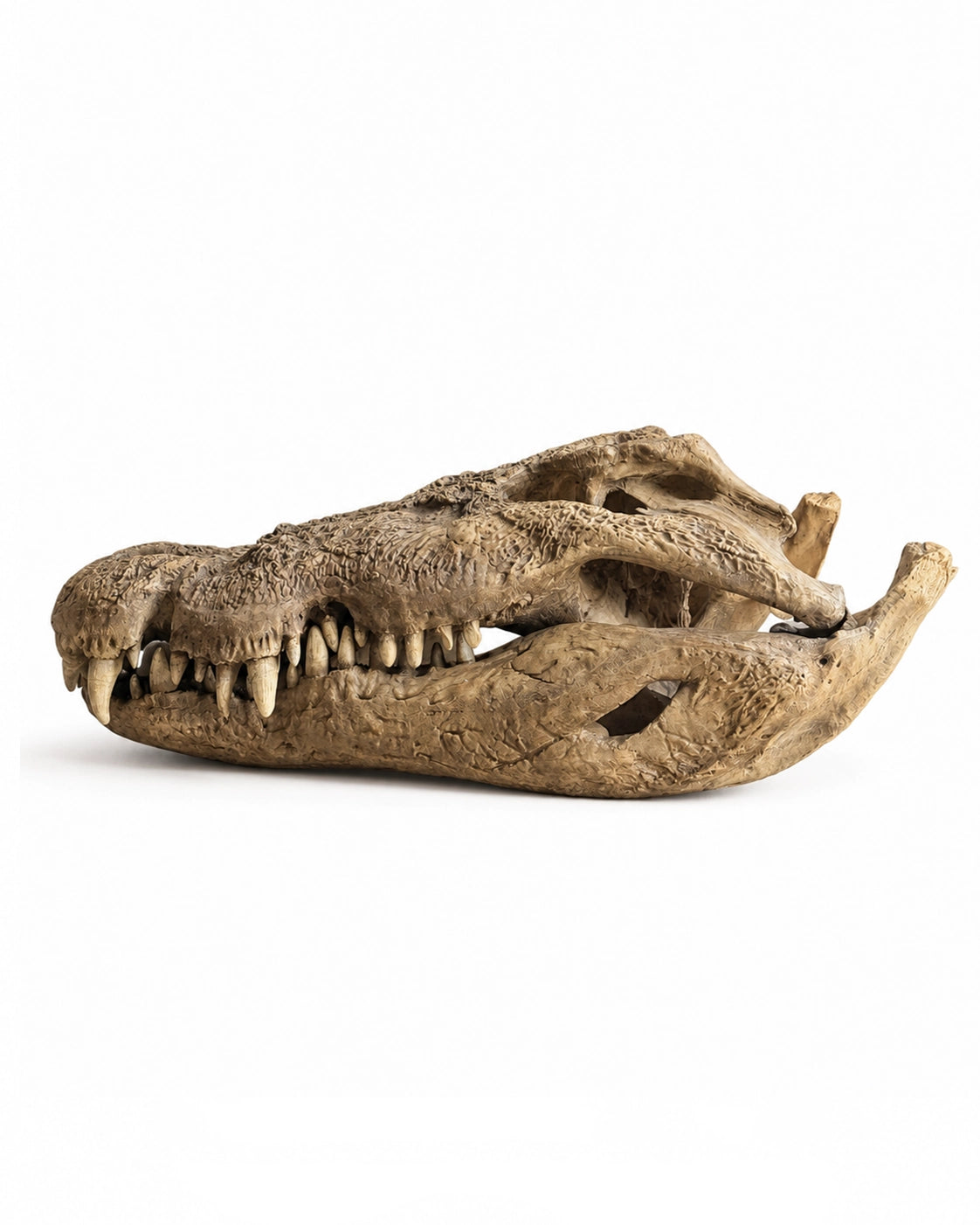 XXL-Replik eines Nilkrokodil-Schädels mit imposanter und detailreicher Optik
