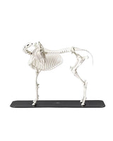 Hochwertiges anatomisches Pferdeskelett, entwickelt in der Schweiz für Bildungs- und Trainingszwecke. Schweizer Präzision und weltweiter Versand.