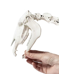 Hochwertiges anatomisches Pferdeskelett, entwickelt in der Schweiz für Bildungs- und Trainingszwecke. Schweizer Präzision und weltweiter Versand.