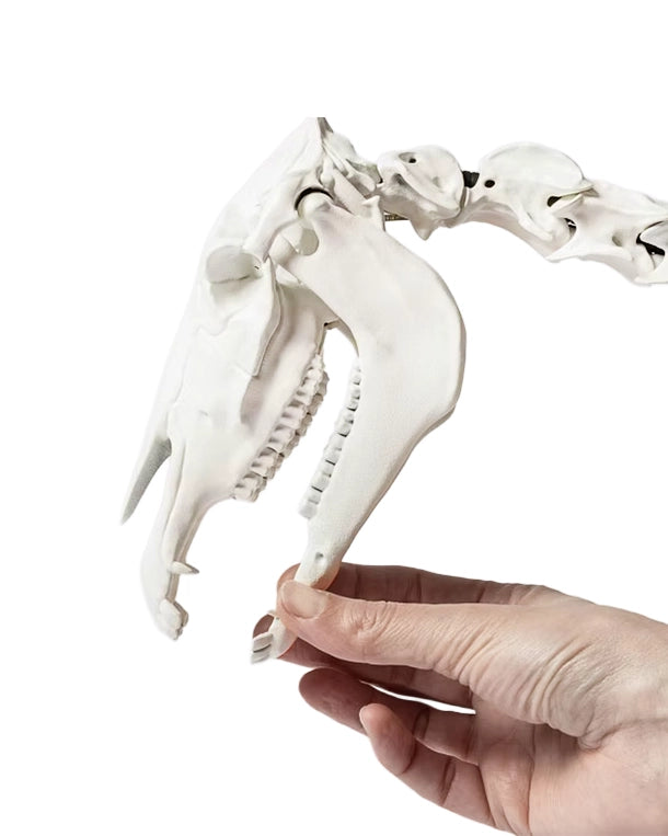 Hochwertiges anatomisches Pferdeskelett, entwickelt in der Schweiz für Bildungs- und Trainingszwecke. Schweizer Präzision und weltweiter Versand.
