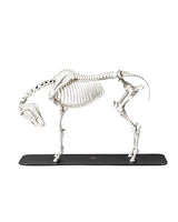Hochwertiges anatomisches Pferdeskelett, entwickelt in der Schweiz für Bildungs- und Trainingszwecke. Schweizer Präzision und weltweiter Versand.