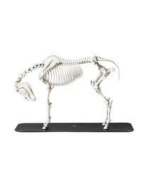 Hochwertiges anatomisches Pferdeskelett, entwickelt in der Schweiz für Bildungs- und Trainingszwecke. Schweizer Präzision und weltweiter Versand.