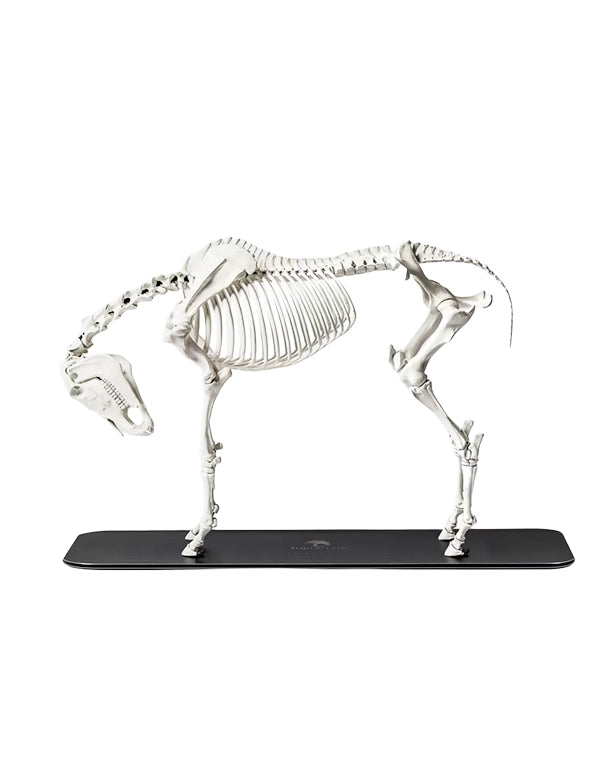 Hochwertiges anatomisches Pferdeskelett, entwickelt in der Schweiz für Bildungs- und Trainingszwecke. Schweizer Präzision und weltweiter Versand.