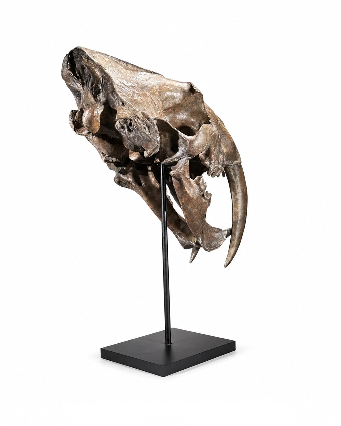 Detailgetreuer Smilodon Schädel als außergewöhnliches Dekoobjekt