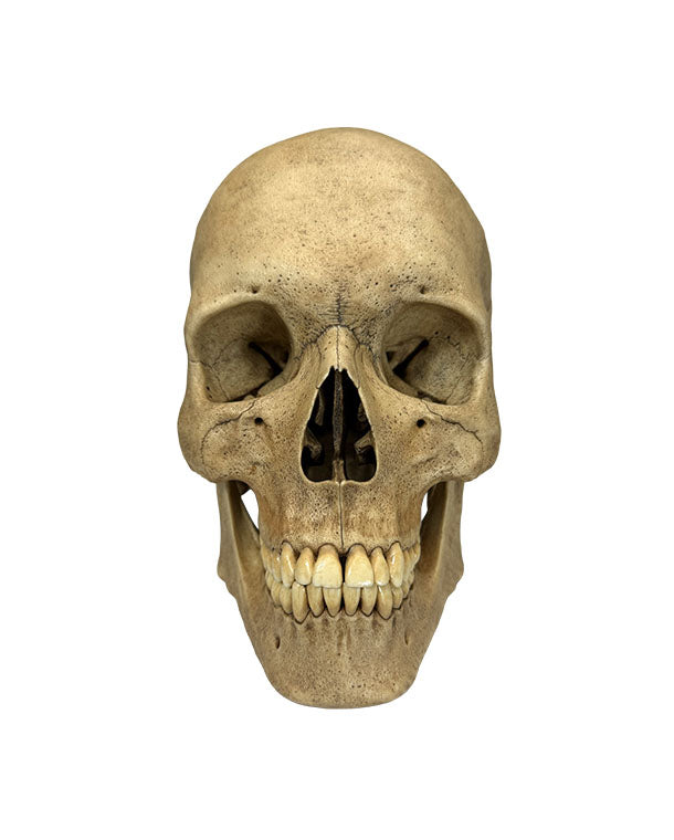 Lebensgroßes Premium-Schädelmodell mit extrem hoher anatomischer Detailtreue